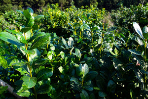 yerba mate field leaf origin argentina castiello